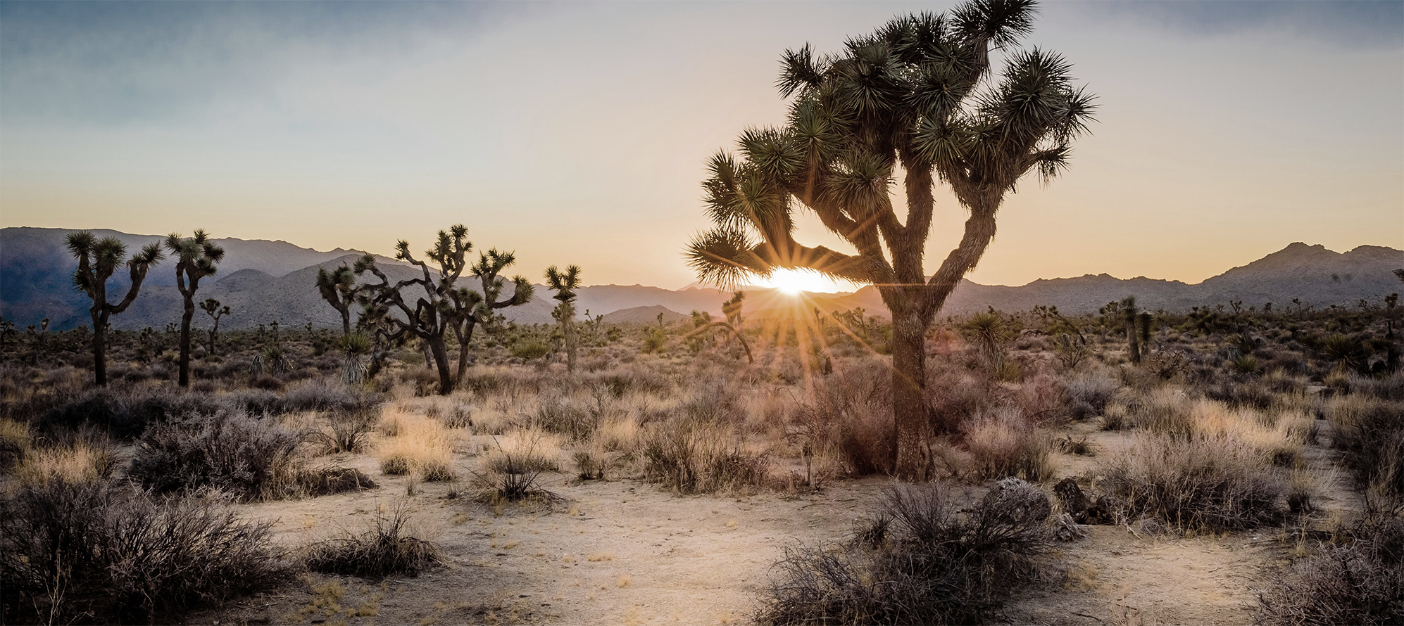 desert plants in front of sunset