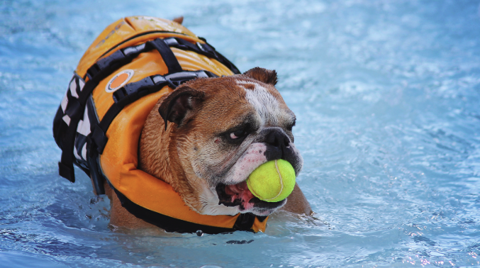 Pet safety around swimming pools